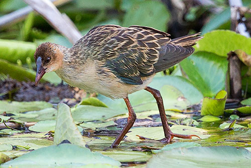 Allen's Gallinule immature